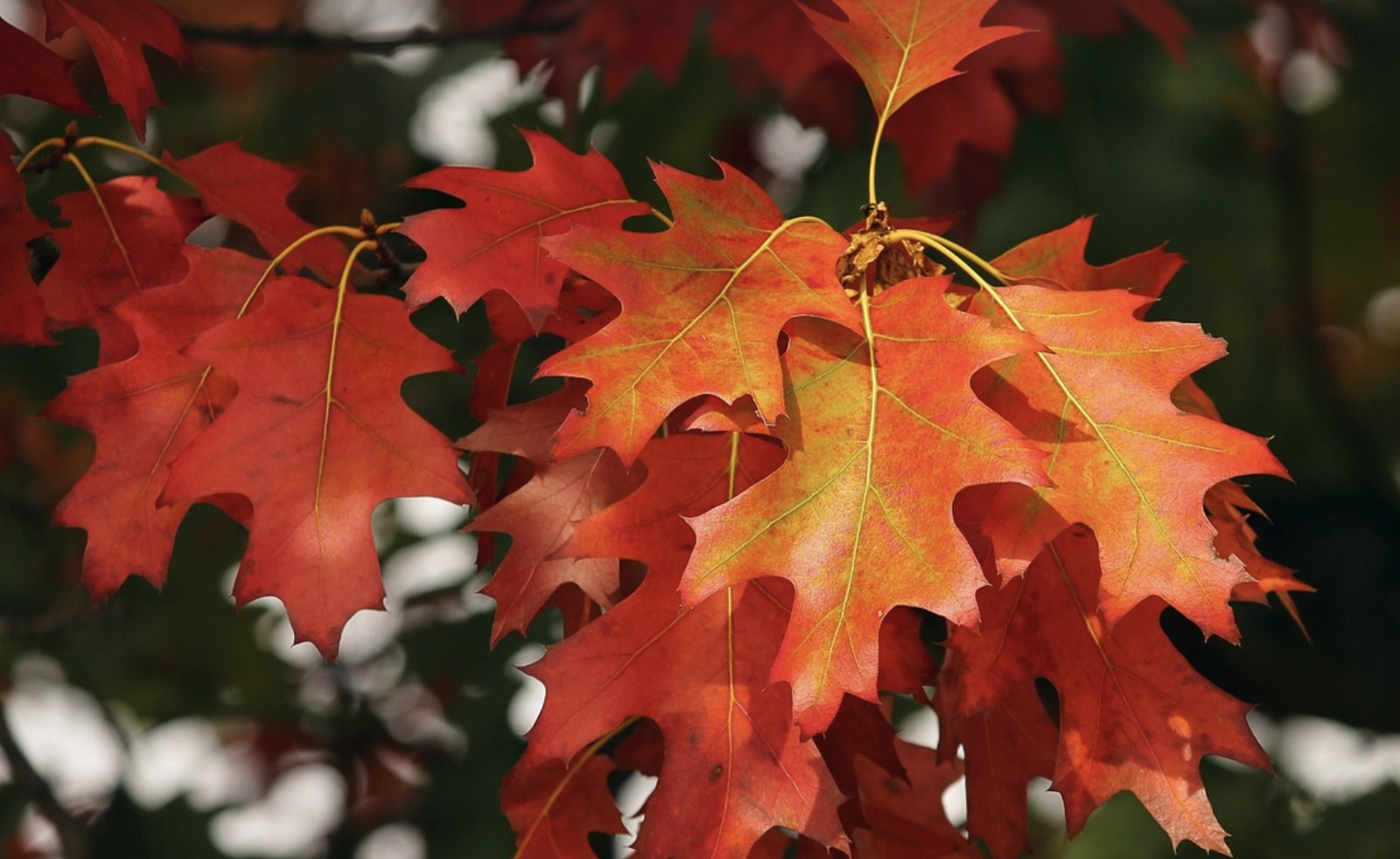 fall leaves